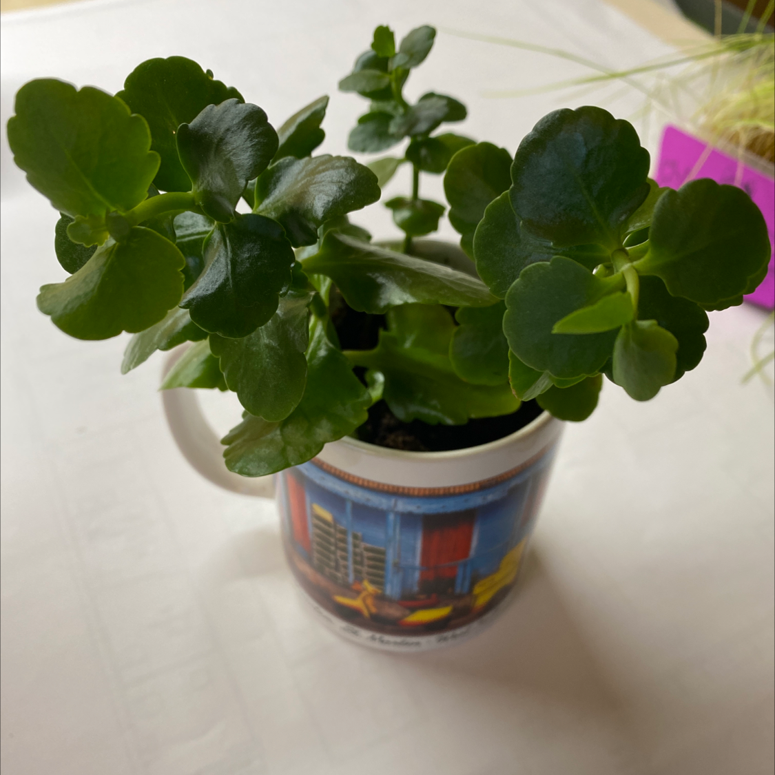 Florist Kalanchoe plant photo by Jennifer named Planty on Greg, the plant care app.
