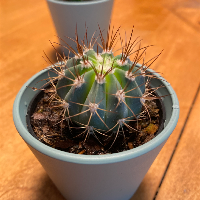 Photo of the plant species Melocactus conoideus by @Lindseyb named Spot on Greg, the plant care app