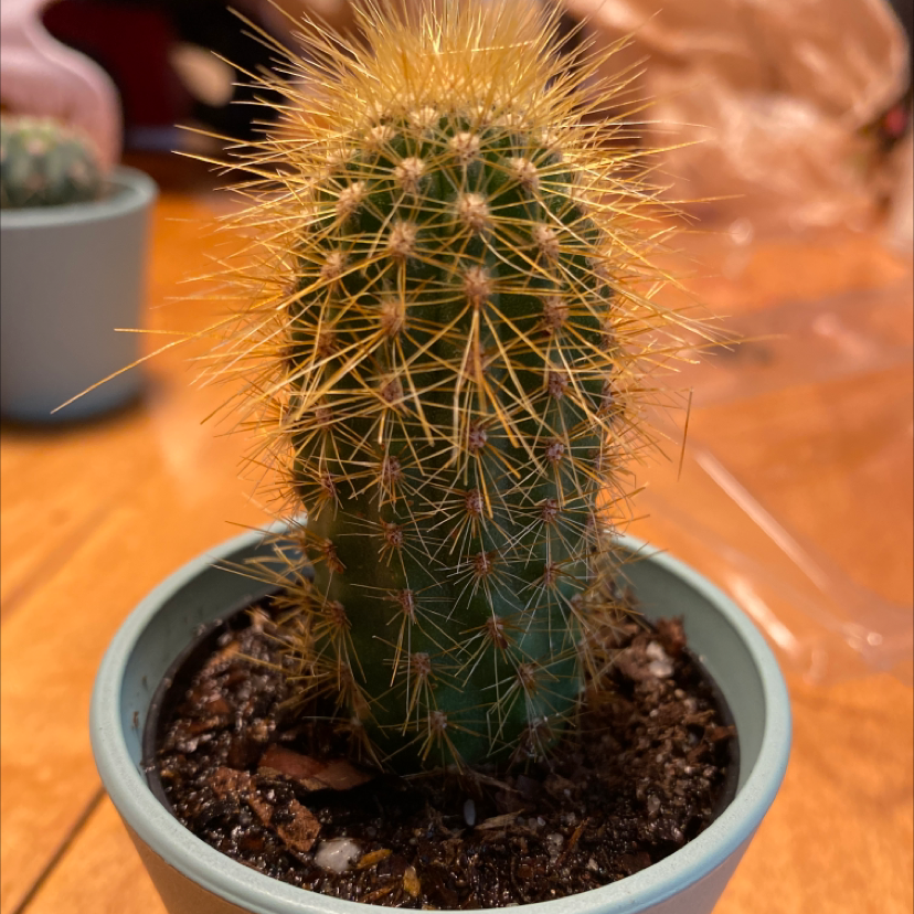 Silver Ball Cactus in a pot with visible soil, healthy green color, and prominent spines.