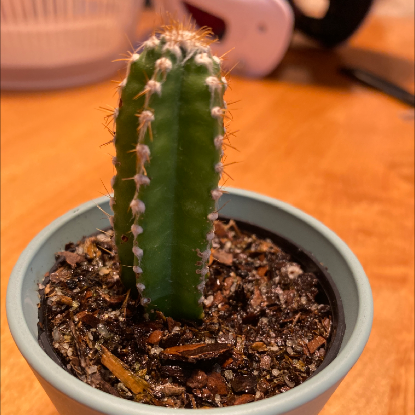 Fairy Castle Cactus in a pot with visible soil, well-framed and in focus.