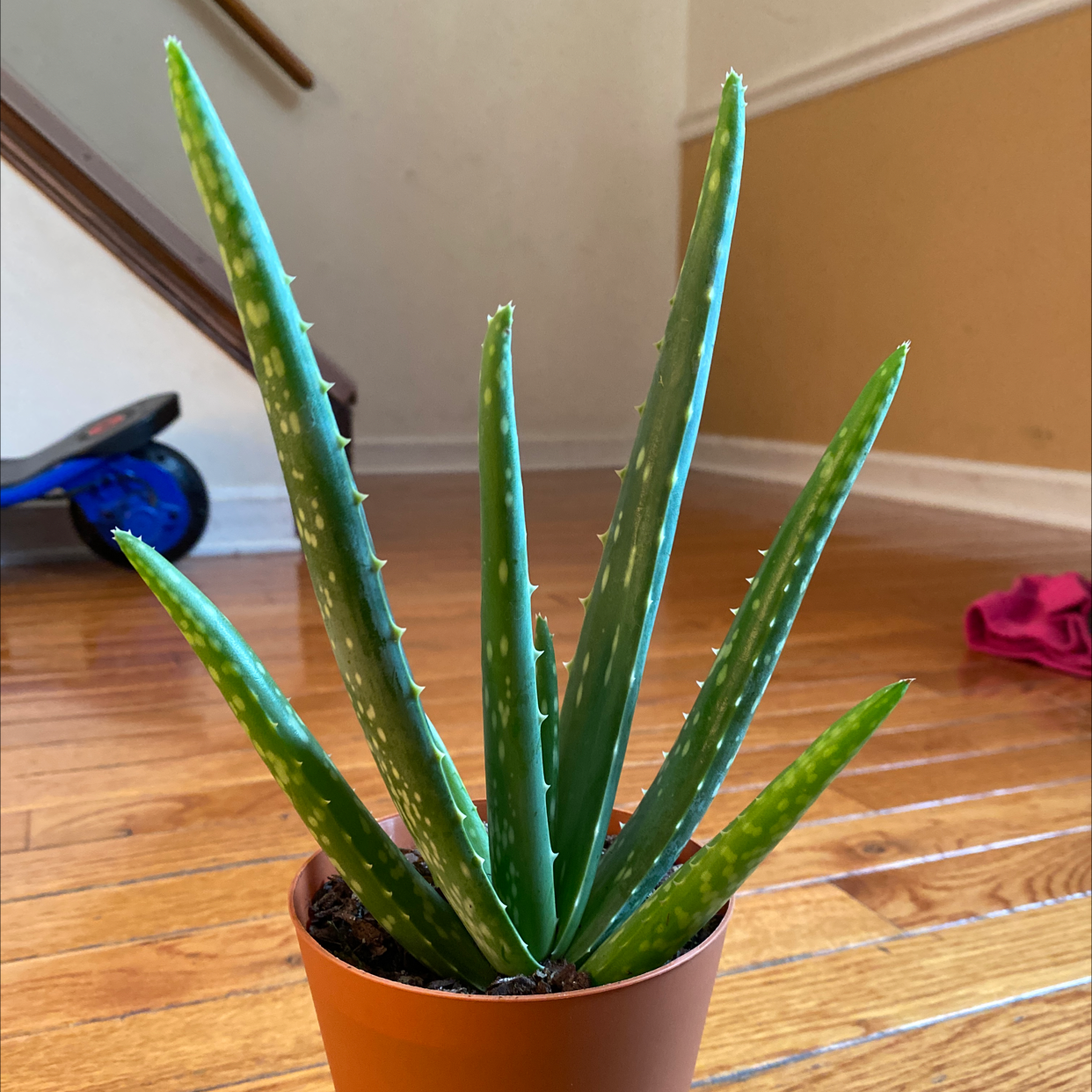 Aloe vera plant photo by Mariam named Aloe plant on Greg, the plant care app.