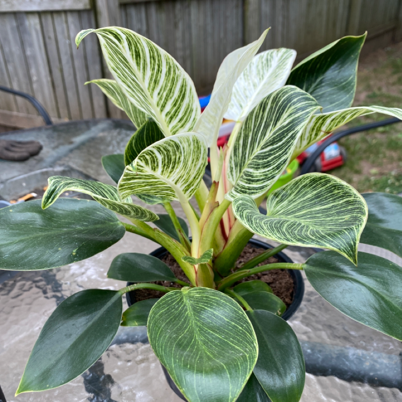 Philodendron Birkin plant photo by @ohgeeitsmarieee named Birkin on Greg, the plant care app.
