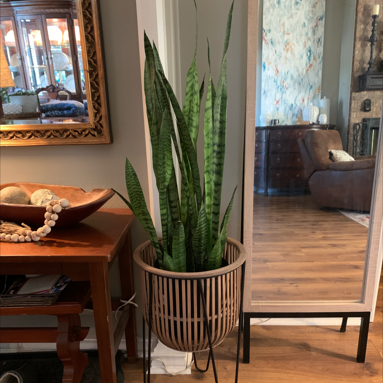 Snake Plant plant photo by @StefLaird named Stevie Ray on Greg, the plant care app.