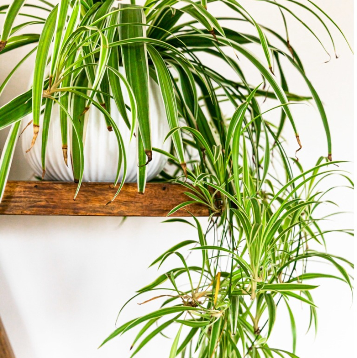 Photo of the plant species Spider Plant by @StefLaird named Maria von Trapp on Greg, the plant care app