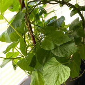 Sweet Potato Vine plant photo by Yachae named Suhweedie on Greg, the plant care app.