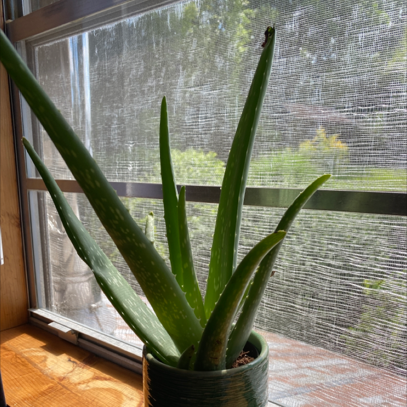 Aloe vera plant photo by @faithmease named Dolores on Greg, the plant care app.