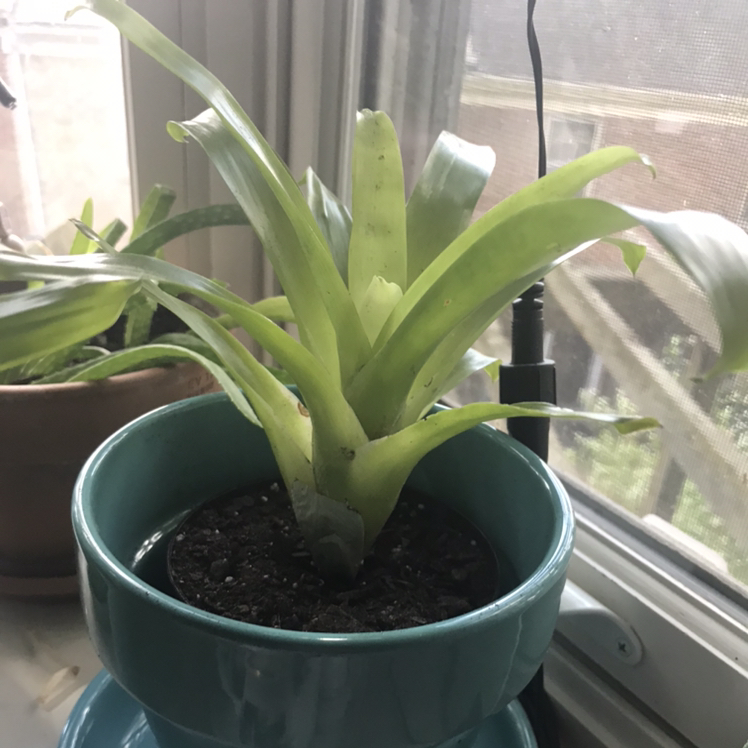Droophead Tufted Airplant plant photo by @Junosbabies named Bigger bromeliad on Greg, the plant care app.