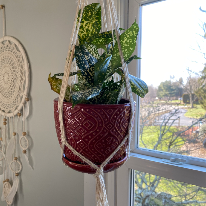 Healthy Gold Dust Dracaena plant with vibrant green and yellow variegated leaves hanging in red macrame pot by window.