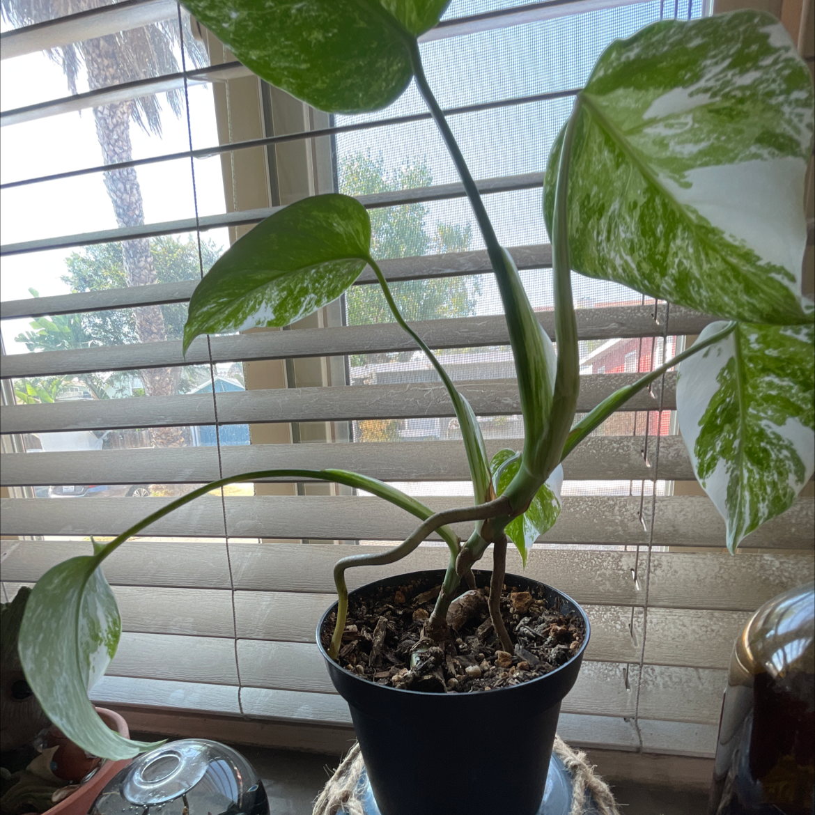 Variegated Monstera plant in a pot on a windowsill with visible soil.