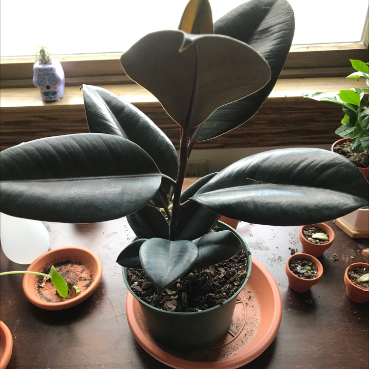 Burgundy Rubber Tree (Ficus elastica) in a pot with dark, glossy leaves. Soil is visible.