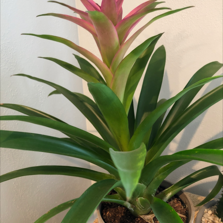 Healthy Guzmania lingulata bromeliad plant with vibrant green drooping leaves, well-framed against a light background.