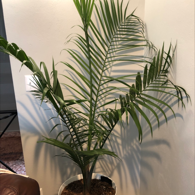 Healthy, thriving potted Majesty Palm with lush green fronds, in well-draining soil, no signs of disease or deficiency.