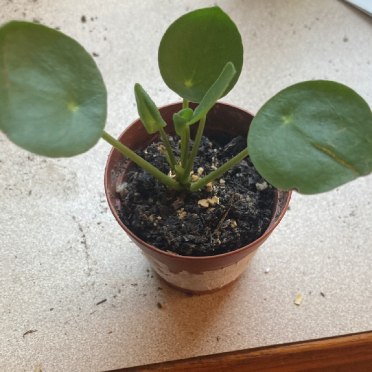 Chinese Money Plant plant photo by @PlantParentGamer named Tony on Greg, the plant care app.