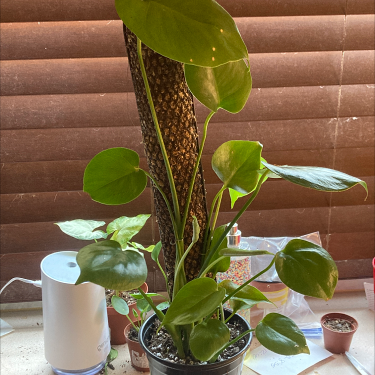 Monstera plant photo by @PlantParentGamer named Venom on Greg, the plant care app.