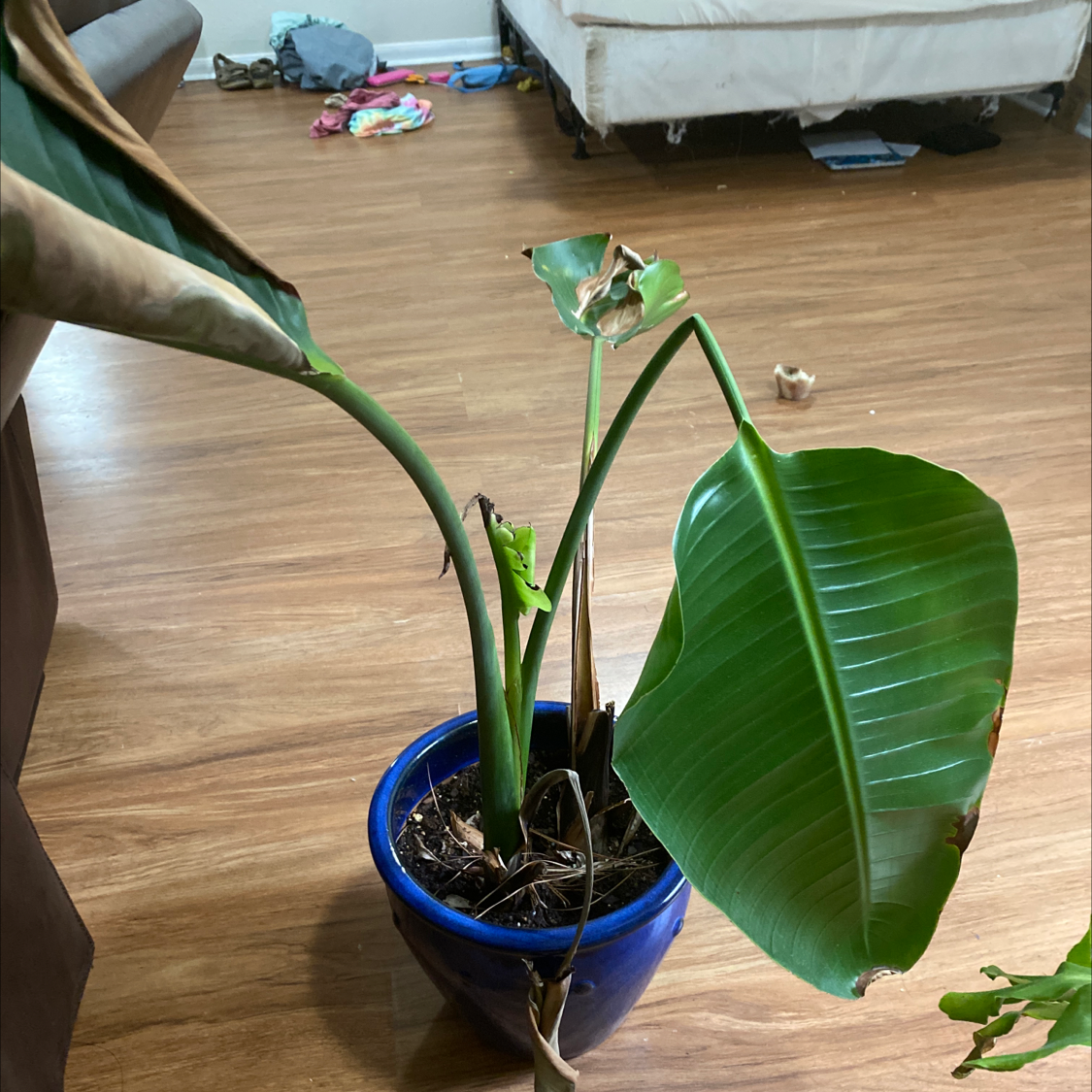 White bird of paradise plant in blue pot, large green leaves with slight yellowing, on hardwood floor with toys nearby.