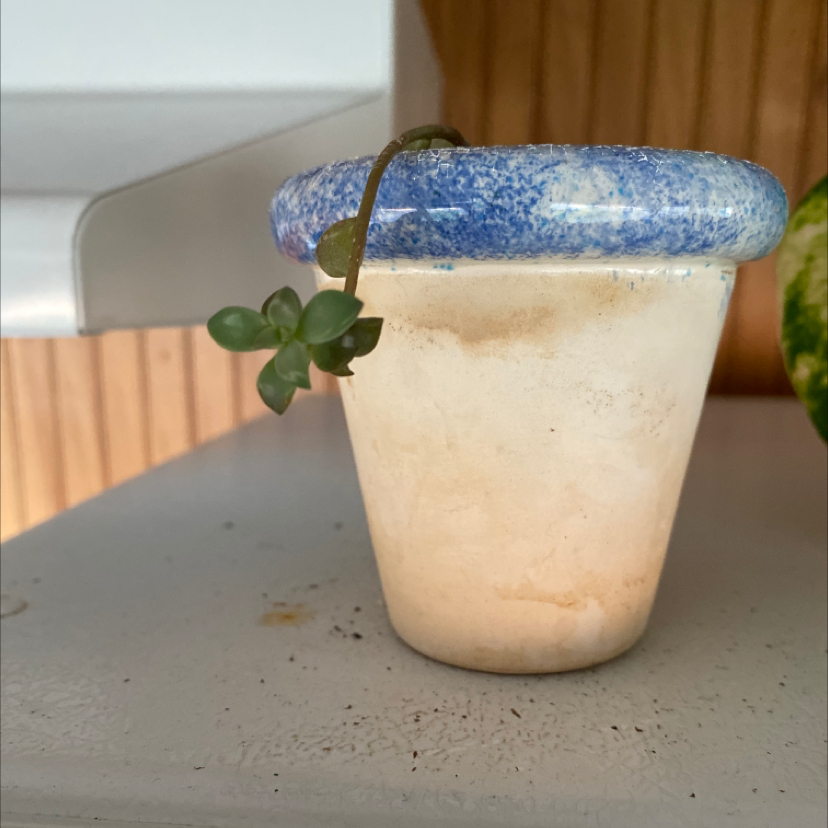 Photo of the plant species Dont Know by Raquel named Home Depot on Greg, the plant care app