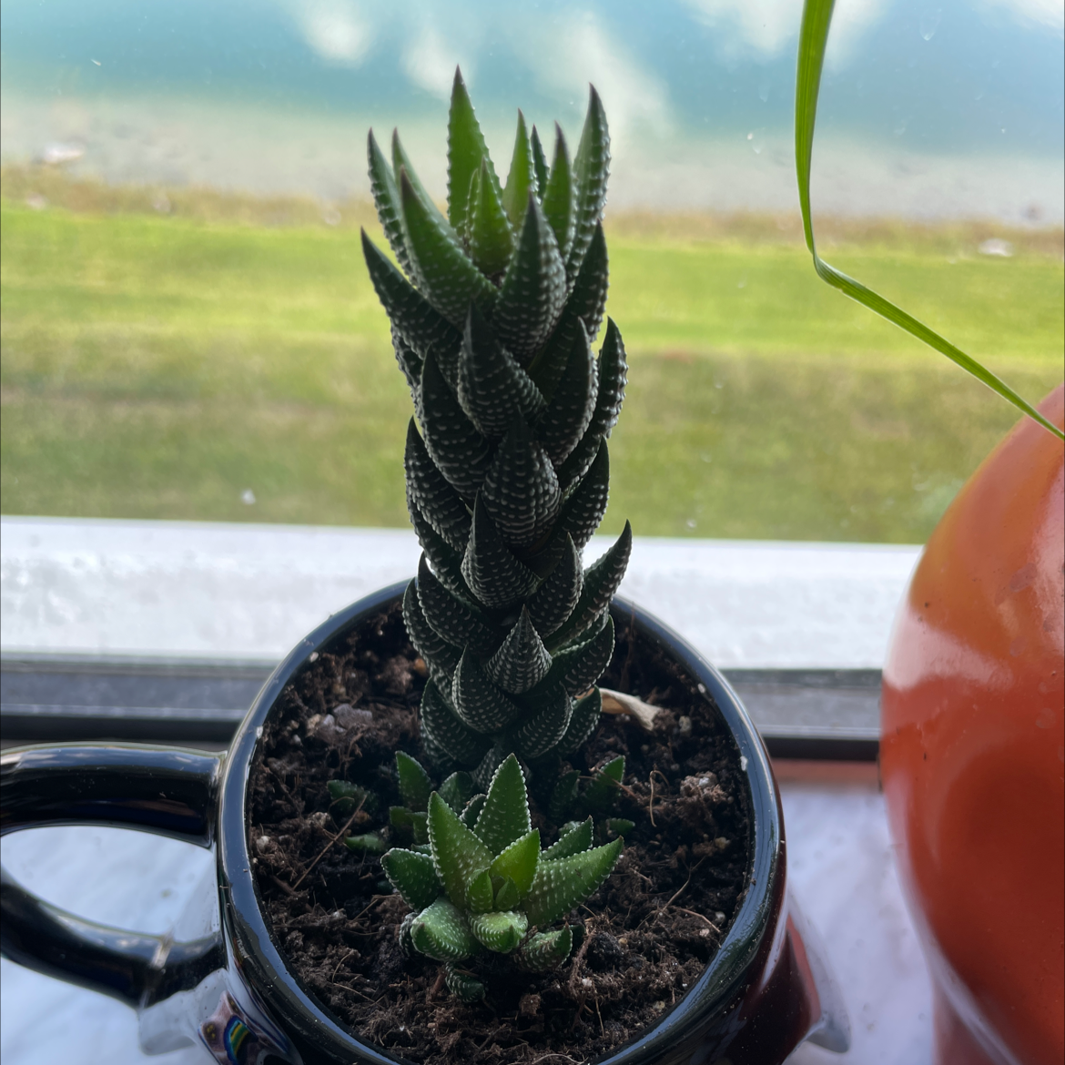 Close-up of a healthy potted Zebra Plant with vibrant green and white striped leaves, sitting on a windowsill.