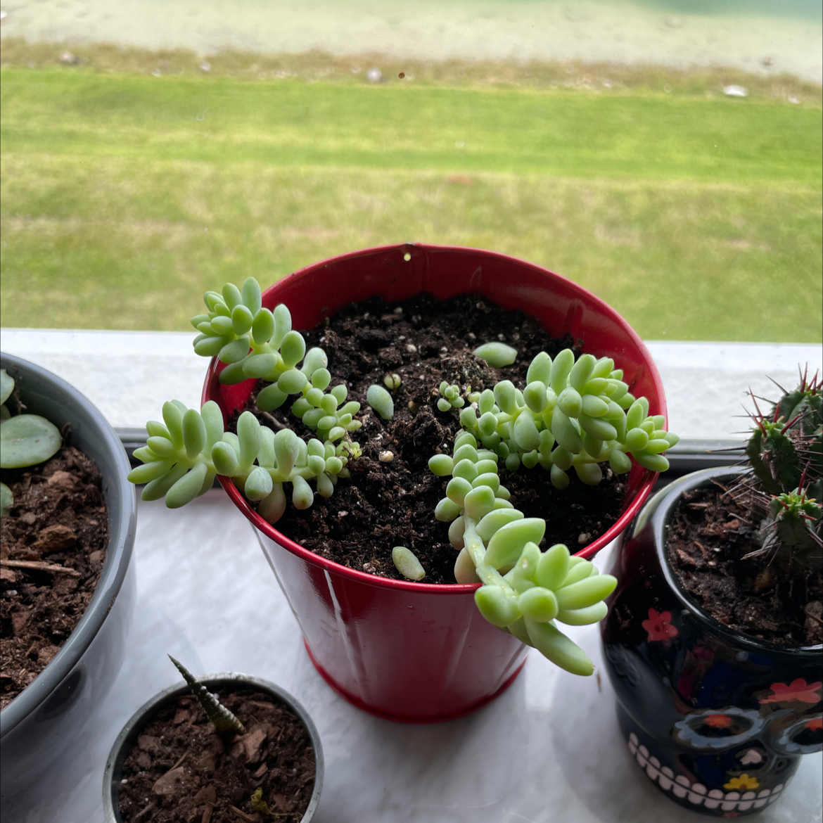 Healthy Burro's Tail succulent plant in a red pot on a table with other small potted plants. The succulent has long trailing stems densely packed with plump green leaves.