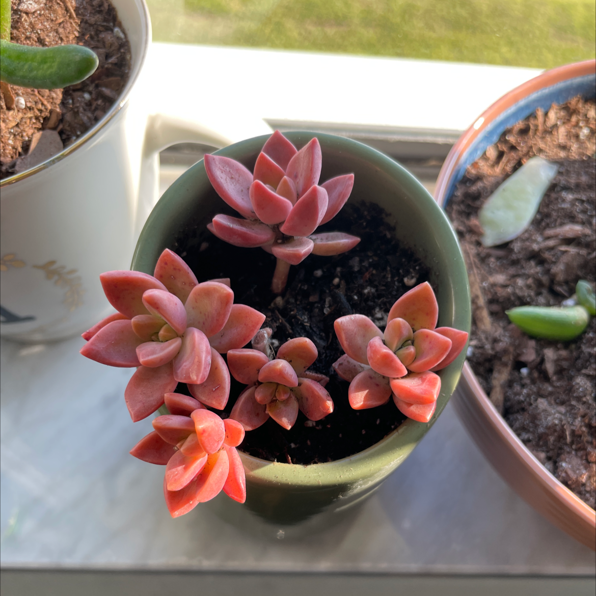 Graptosedum 'Bronze' succulent with multiple rosettes in a pot, healthy and vibrant.