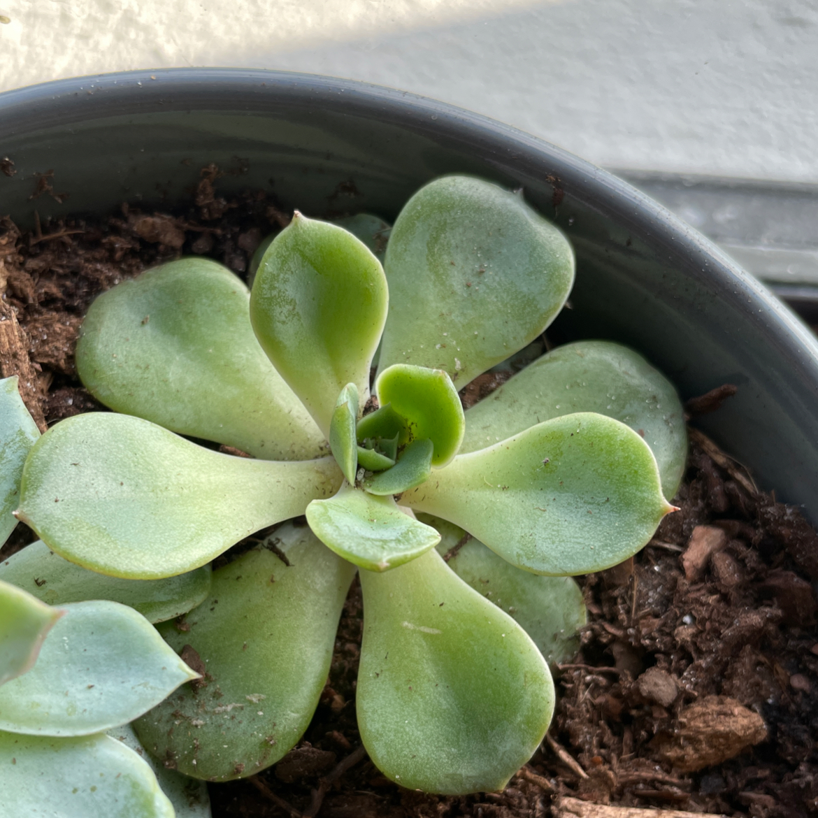 Blue Echeveria plant in a pot with visible soil, appearing healthy.