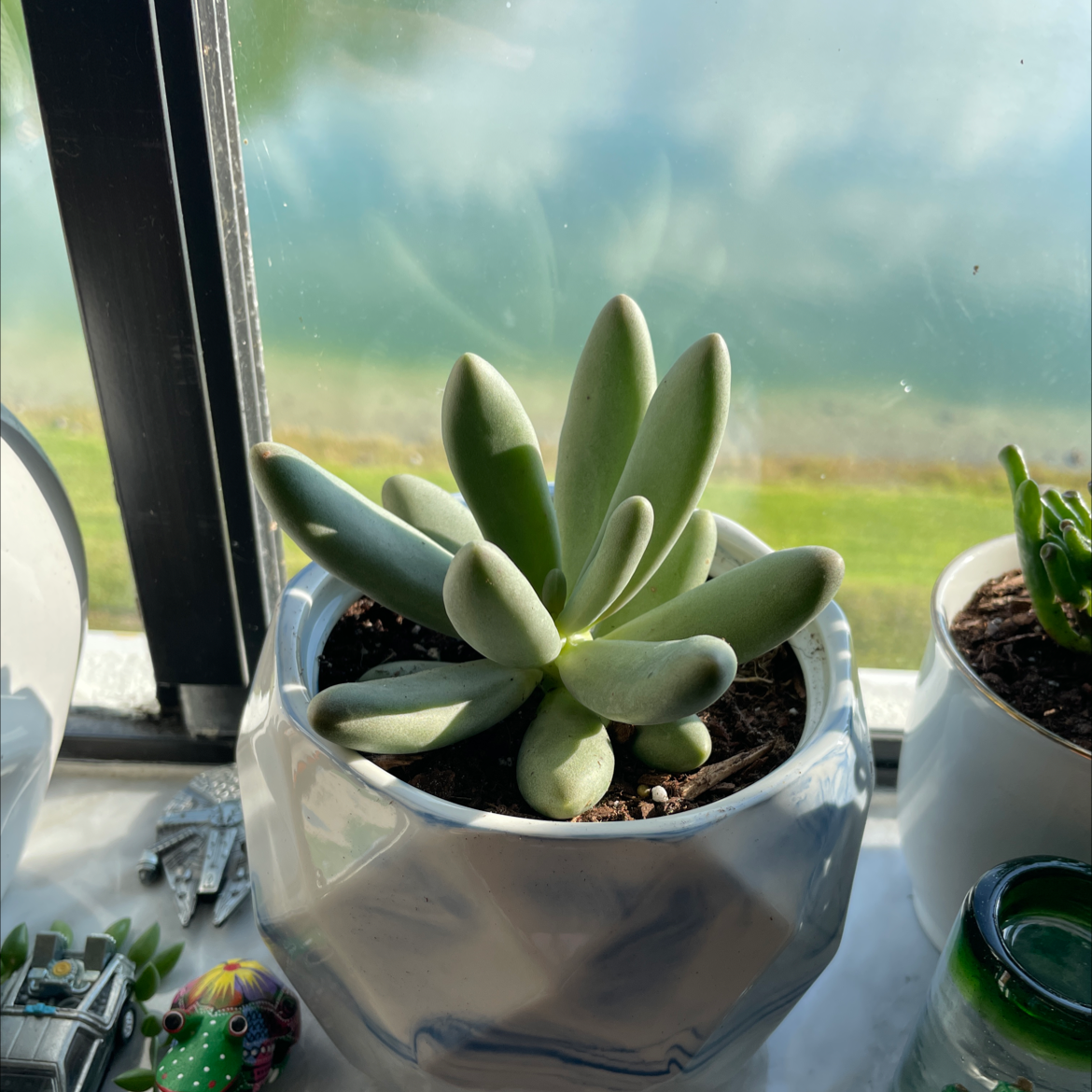 Photo of the plant species Pachyveria 'Blue Haze' by Alan named Genie’s fingers on Greg, the plant care app