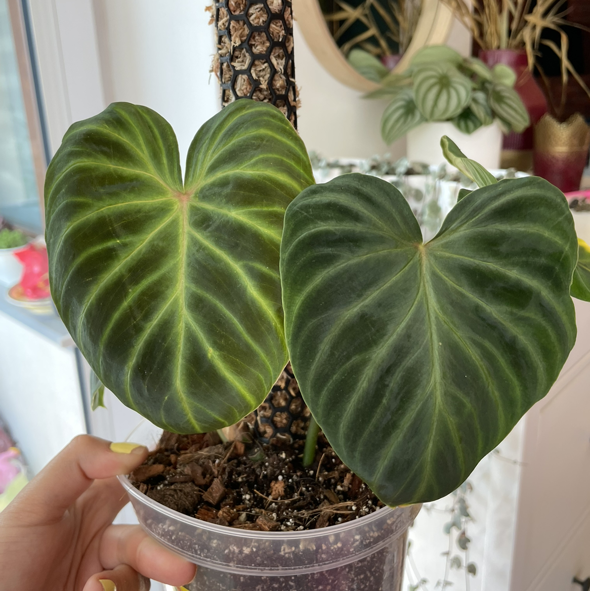 Photo of the plant species Ecuador Philodendron by @Misia named Verrucosum on Greg, the plant care app