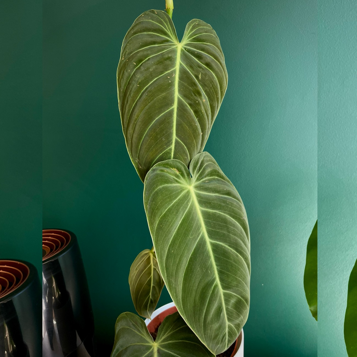 Photo of the plant species Philodendron Melanochrysum by @Misia named Melanochrysum on Greg, the plant care app