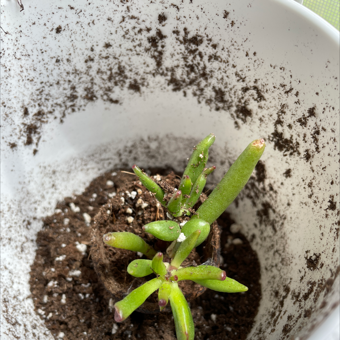 Jade plant photo by @Mandysr named Gomez on Greg, the plant care app.