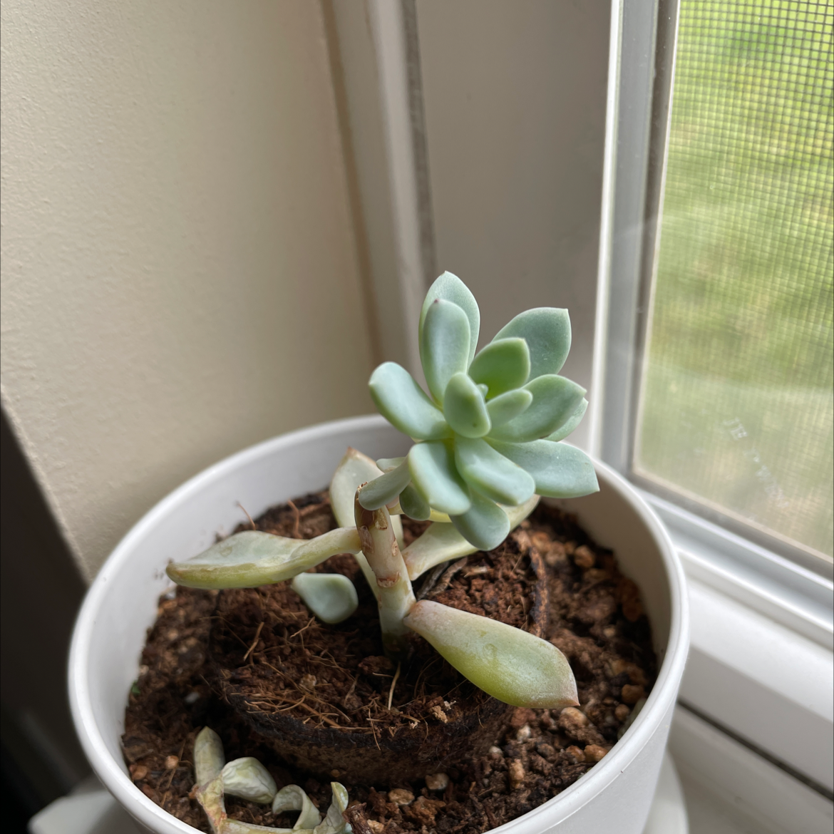 Ghost Plant plant photo by @Mandysr named Aristotle on Greg, the plant care app.