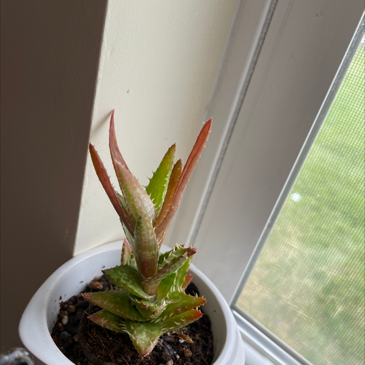 Tiger Tooth Aloe plant photo by @Mandysr named Bodhi on Greg, the plant care app.
