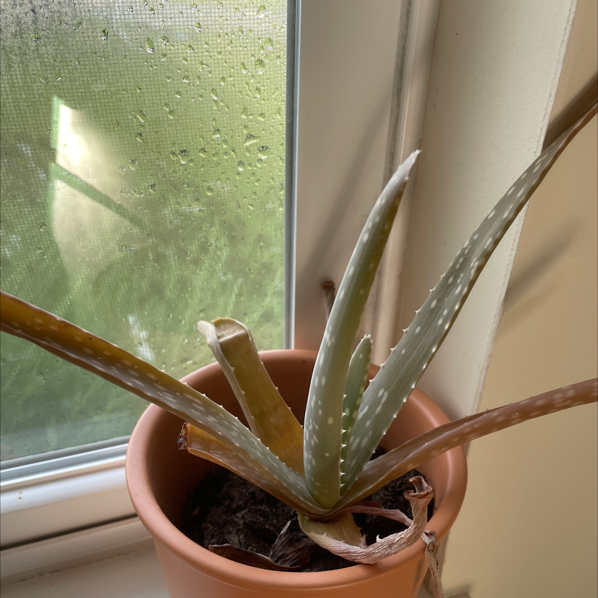 Aloe vera plant photo by @Mandysr named Foxxy on Greg, the plant care app.