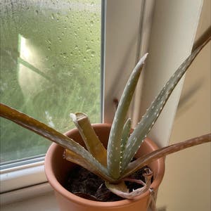 Aloe Vera plant photo by @Mandysr named Foxxy on Greg, the plant care app.