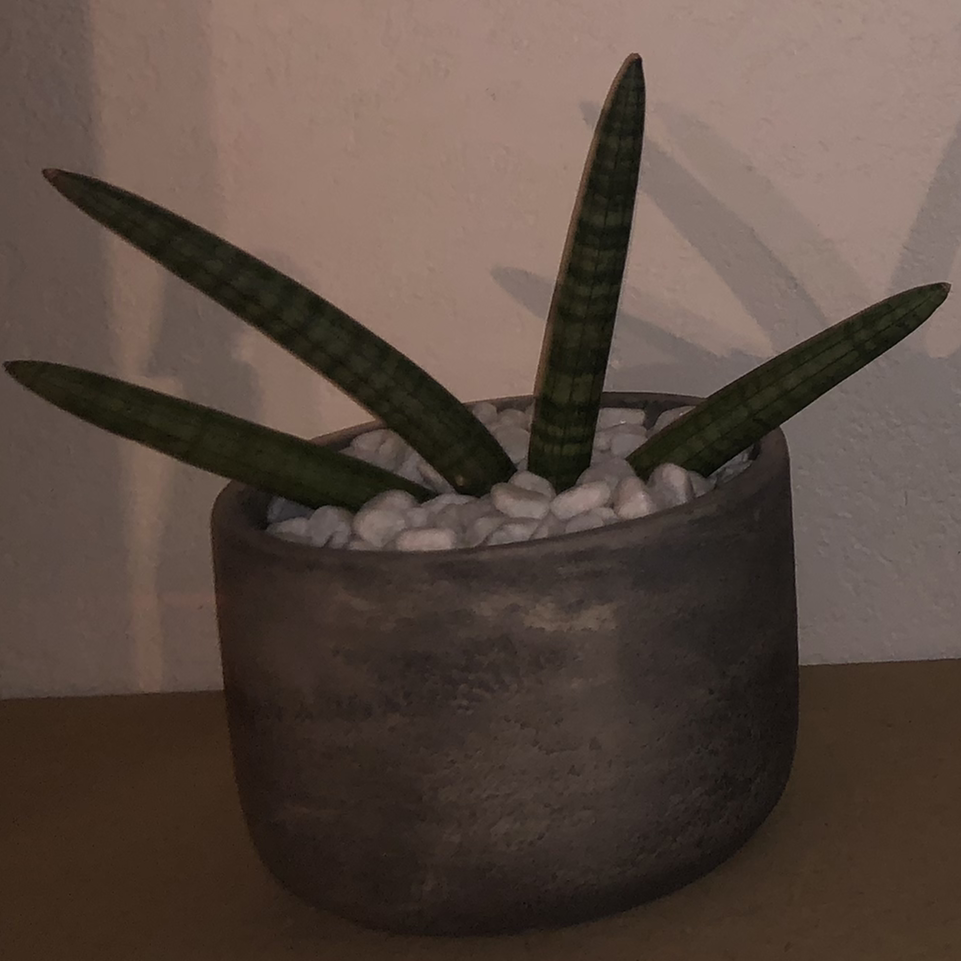Cylindrical Snake Plant plant photo by @Ashleys-plantroom named Fred on Greg, the plant care app.
