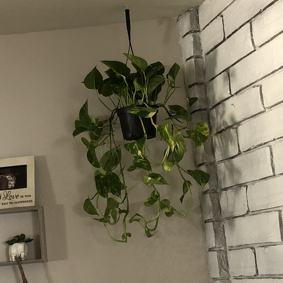 Taro Vine plant photo by @Ashleys-plantroom named Steve on Greg, the plant care app.