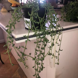 String of Dolphins plant in Somewhere on Earth