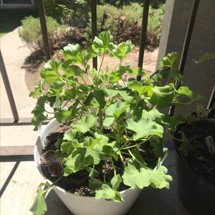 Photo of the plant species Scarlet geranium by Magda named Calliope on Greg, the plant care app