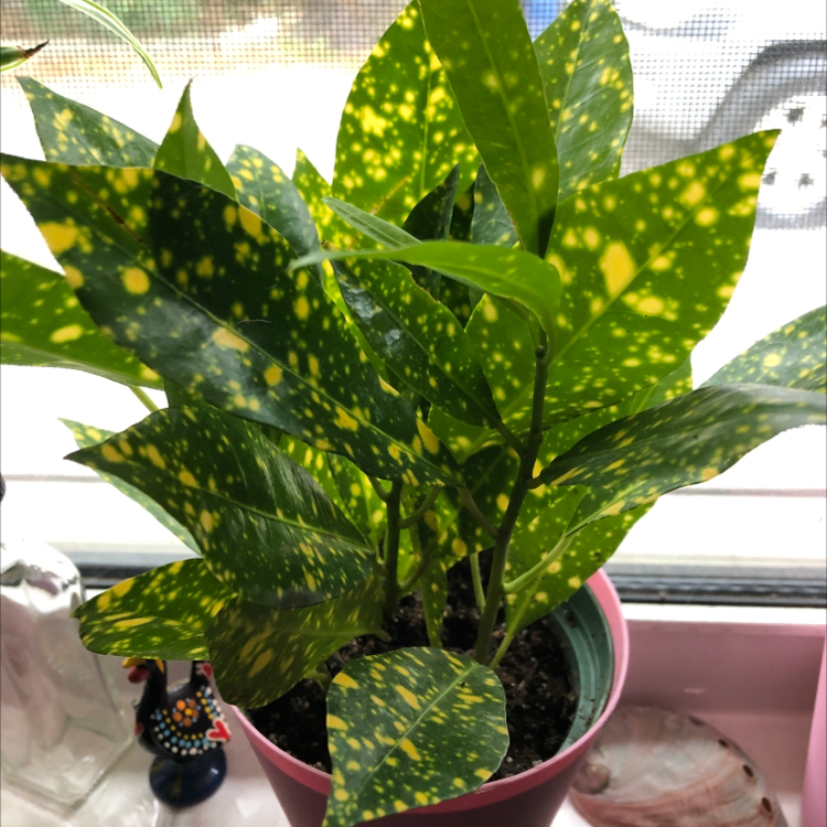 A healthy Japanese Laurel plant with vibrant green and yellow speckled leaves, growing in a ceramic pot on a windowsill.