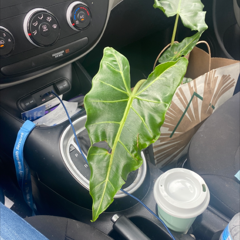 Alocasia 'Sarian' plant with large green leaves inside a car.