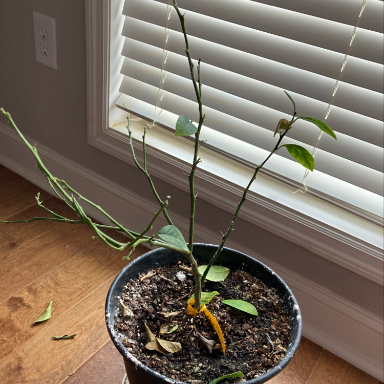 🍋 Why Are My Meyer Lemon Tree Leaves Droopy?