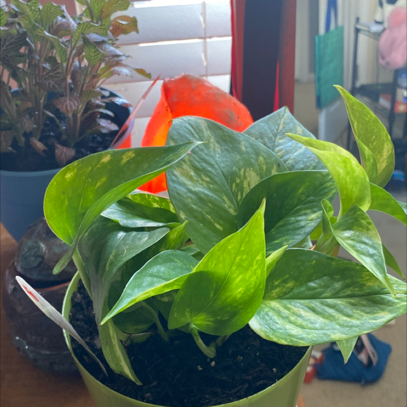 Taro Vine plant photo by Marisa named Alberto on Greg, the plant care app.