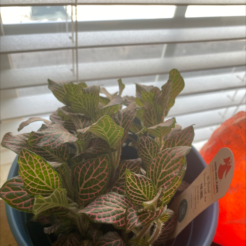 Photo of the plant species Red Anne Nerve Plant by Marisa named Foxy on Greg, the plant care app