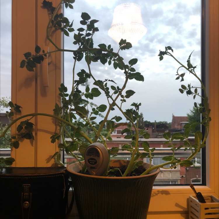 Potato plant in a pot on a windowsill with a monitoring device in the soil.