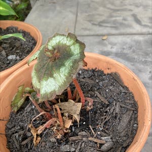 Rex Begonia plant photo by Madeline named Cinnamon roll on Greg, the plant care app.
