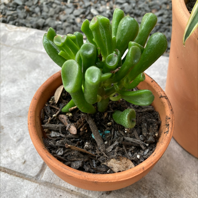 Lucky Plant plant photo by Madeline named Shrek on Greg, the plant care app.