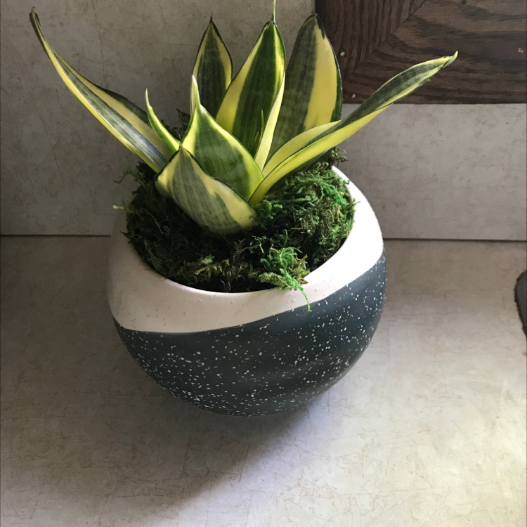 Bird's Nest Snake Plant in a decorative pot with vibrant green and yellow variegated leaves.