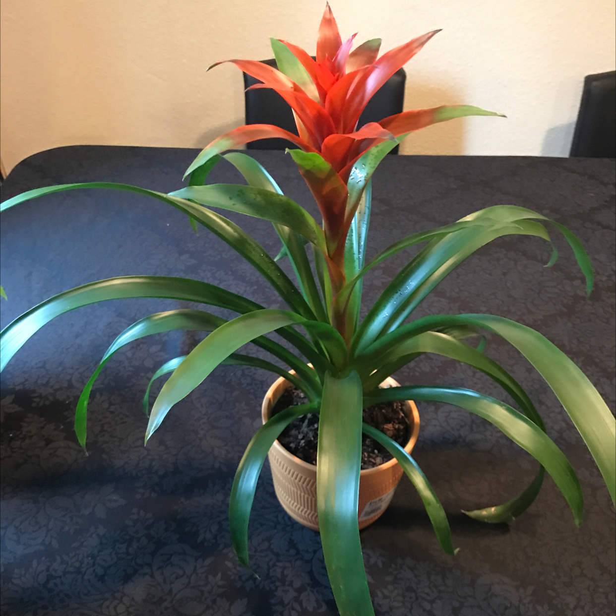 Healthy Guzmania lingulata with red inflorescence blooming from center of green arching leaves, in pot against dark background.