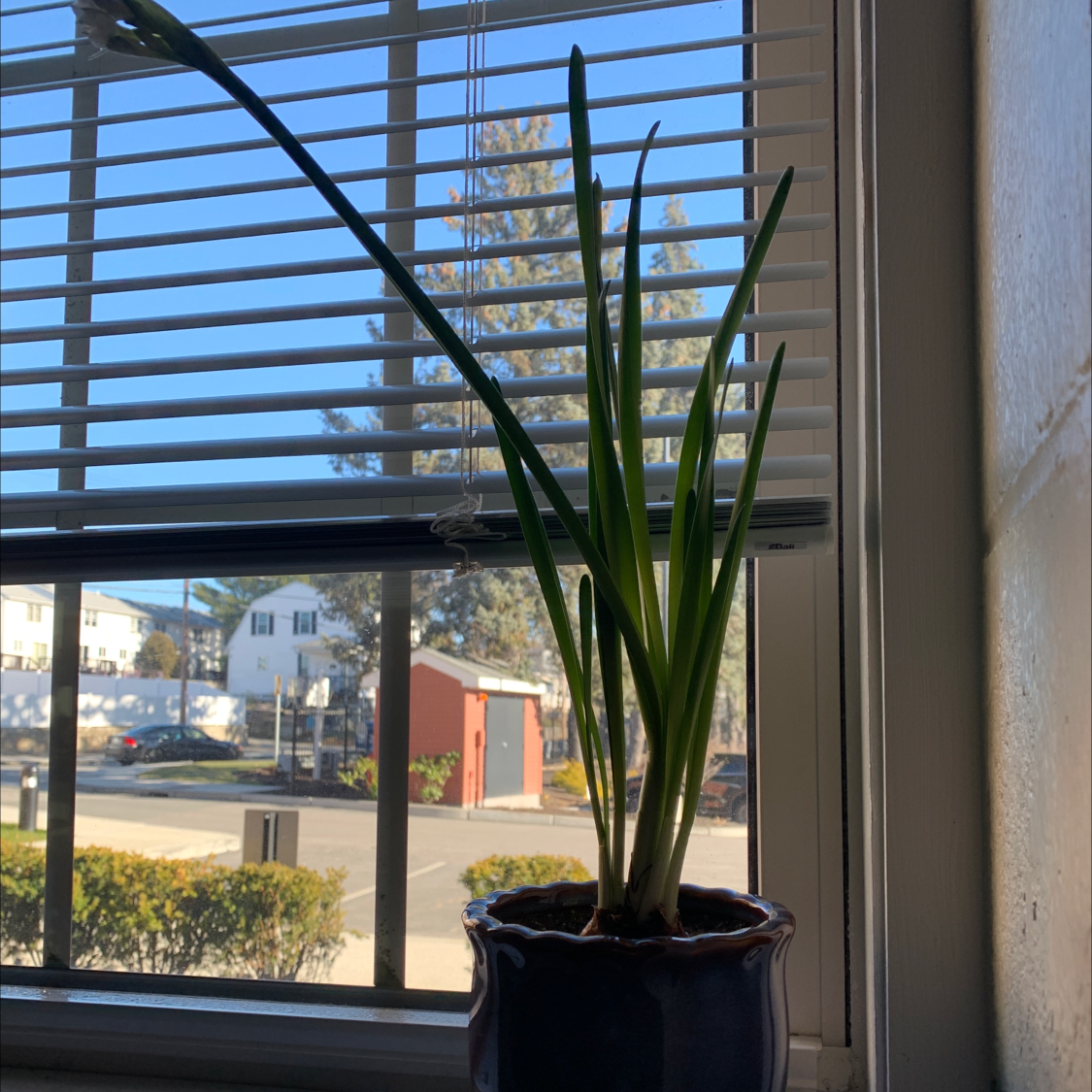 Potted Paper White Narcissus plant on a windowsill with long, slender green leaves.
