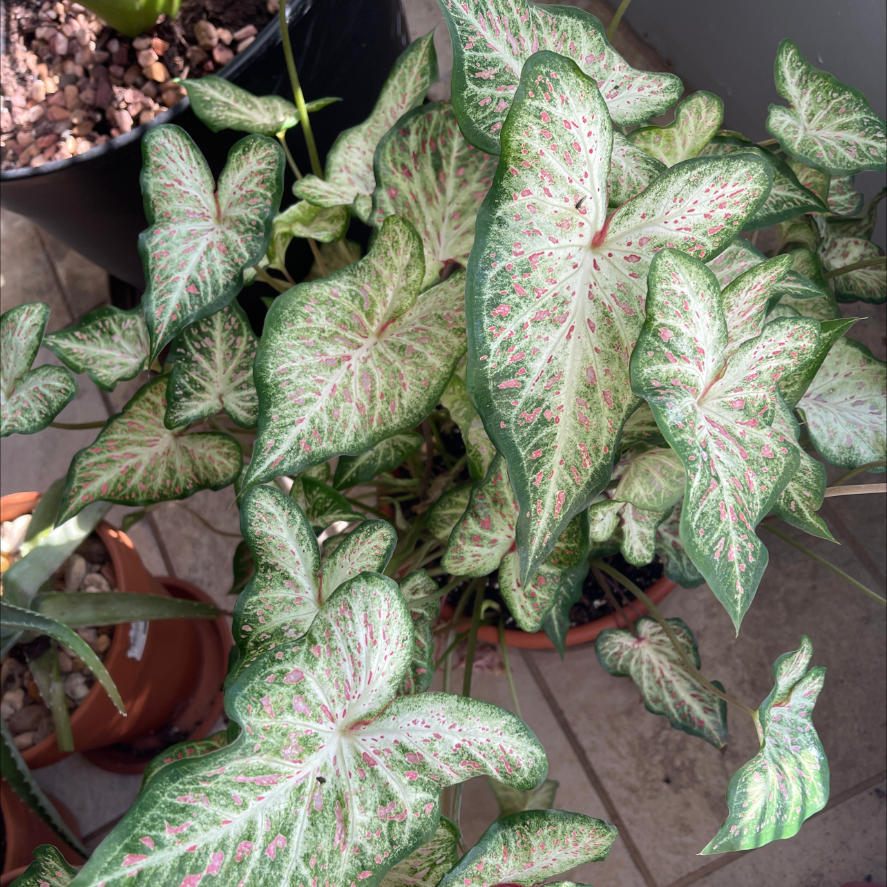 Healthy Caladium 'Heart of Jesus' plant with vibrant pink and green heart-shaped leaves, well-framed in a focused photo.