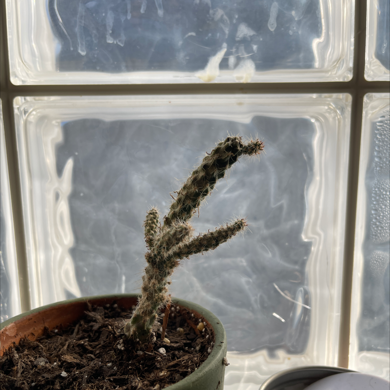 Cane Cholla plant in a pot with visible spines, placed in front of a window.
