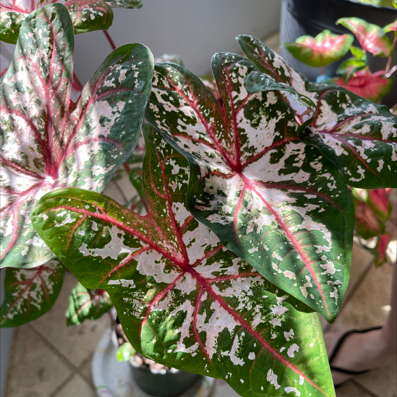 A close-up of a healthy Heart of Jesus plant with vibrant, variegated leaves in shades of green, white, and deep red.
